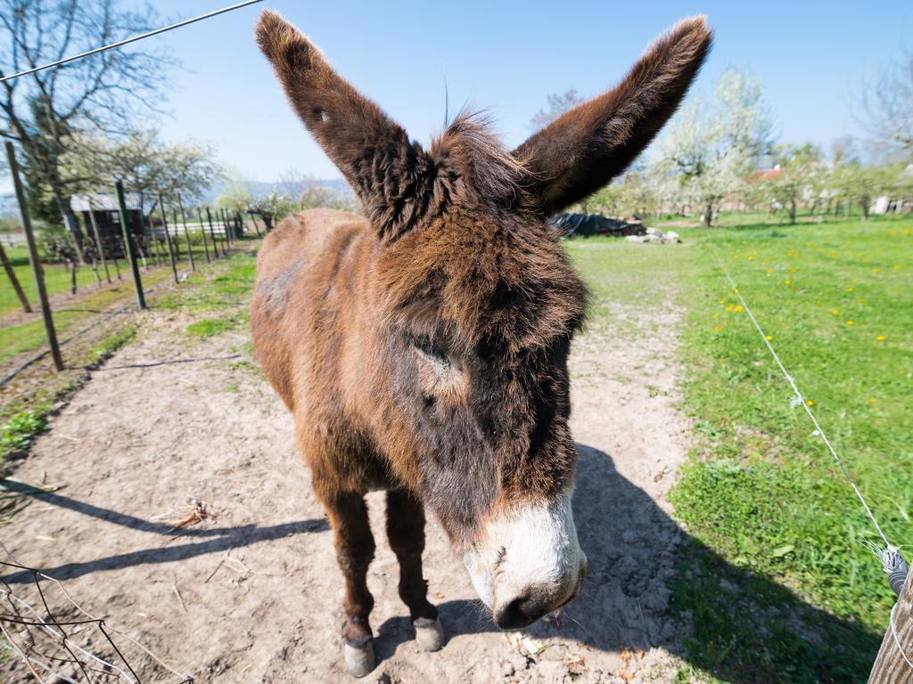 Au Pre Des Poulains Villa Ostheim Kültér fotó